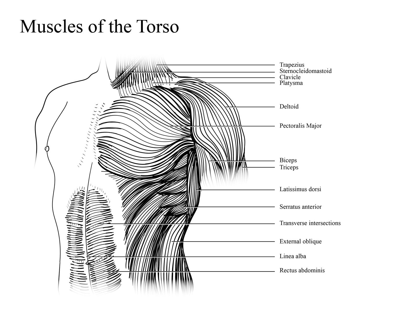 Muscles of the Torso Muscles of the Torso