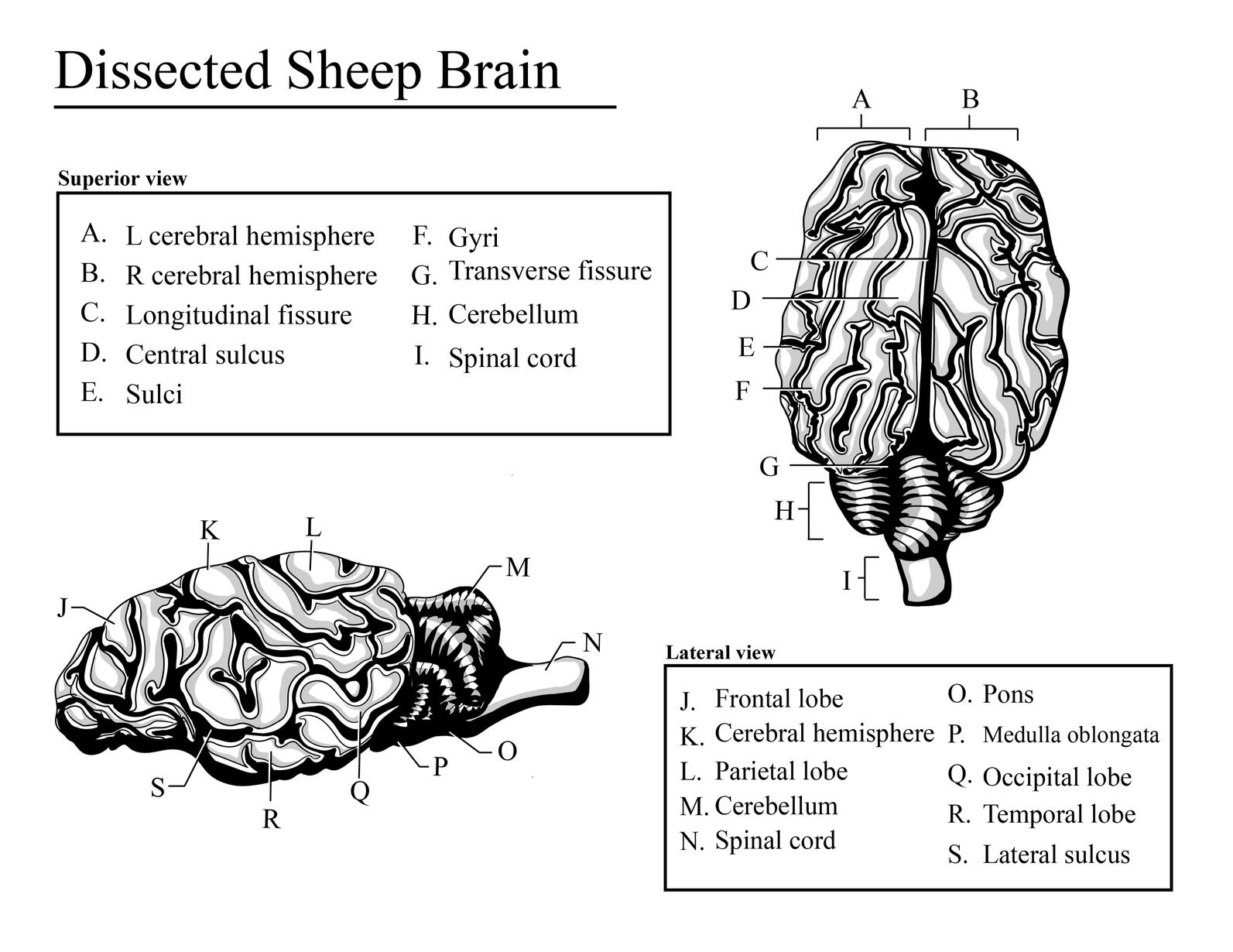 Dissected Sheep Brain Dissected Sheep Brain
